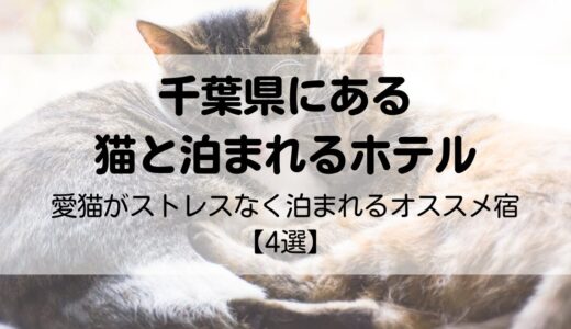 千葉県で猫と泊まれる宿【4選】愛猫がストレスなく過ごせるオススメ宿を紹介！